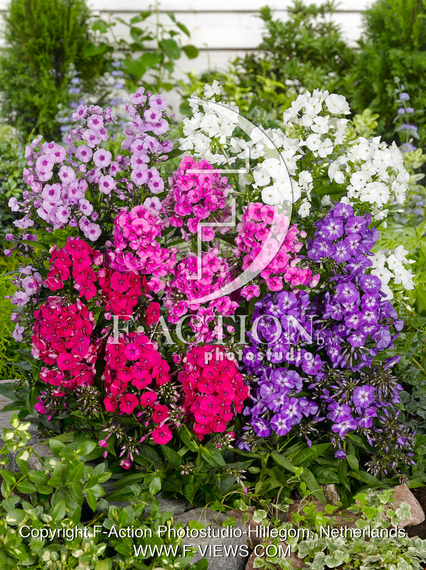paniculata Mixed