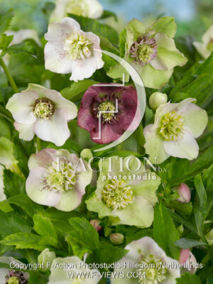 Orientalis Anemone Mixed
