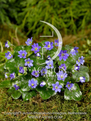 hybride 'Blue Forest'