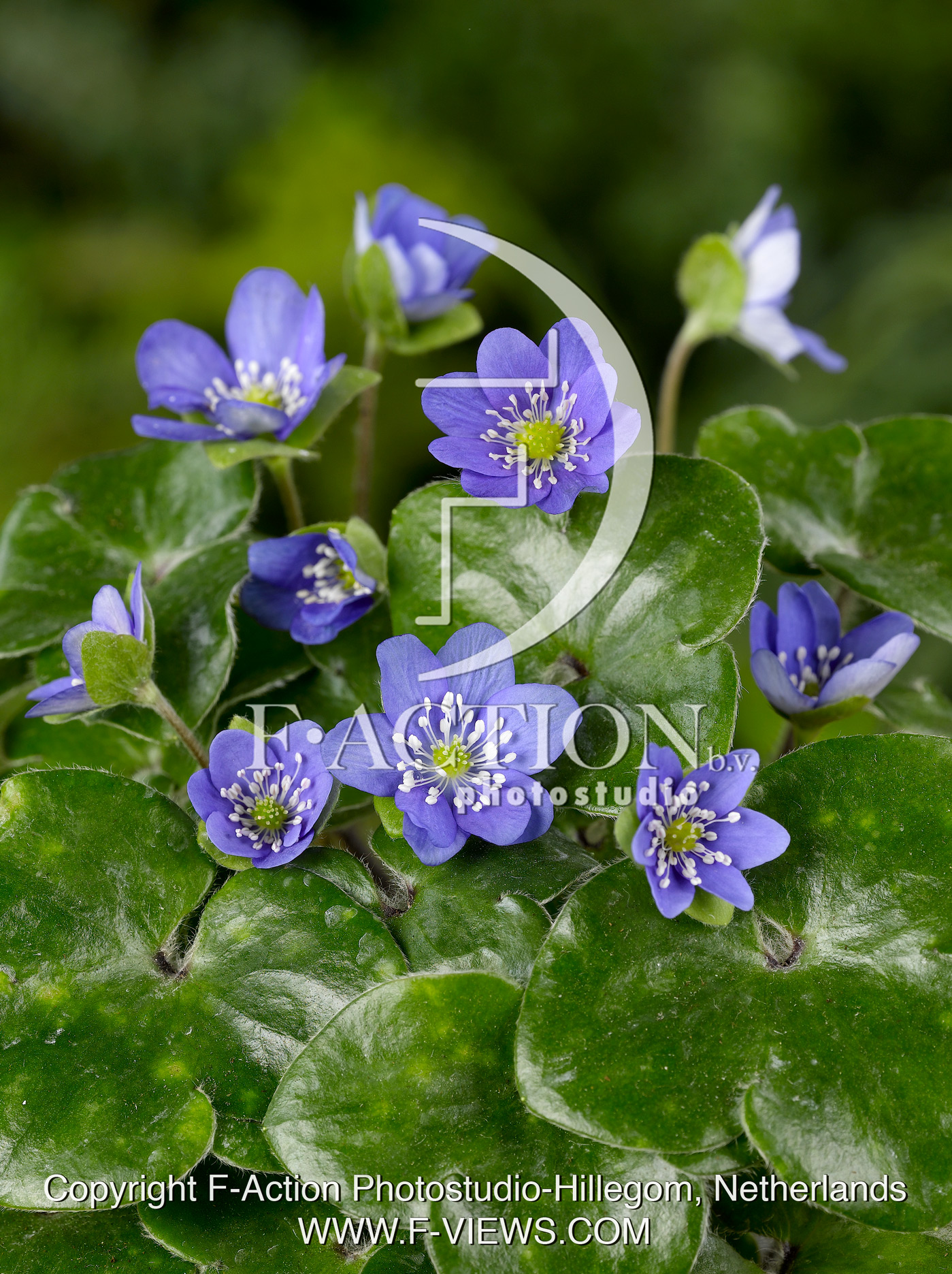hybride 'Blue Forest'
