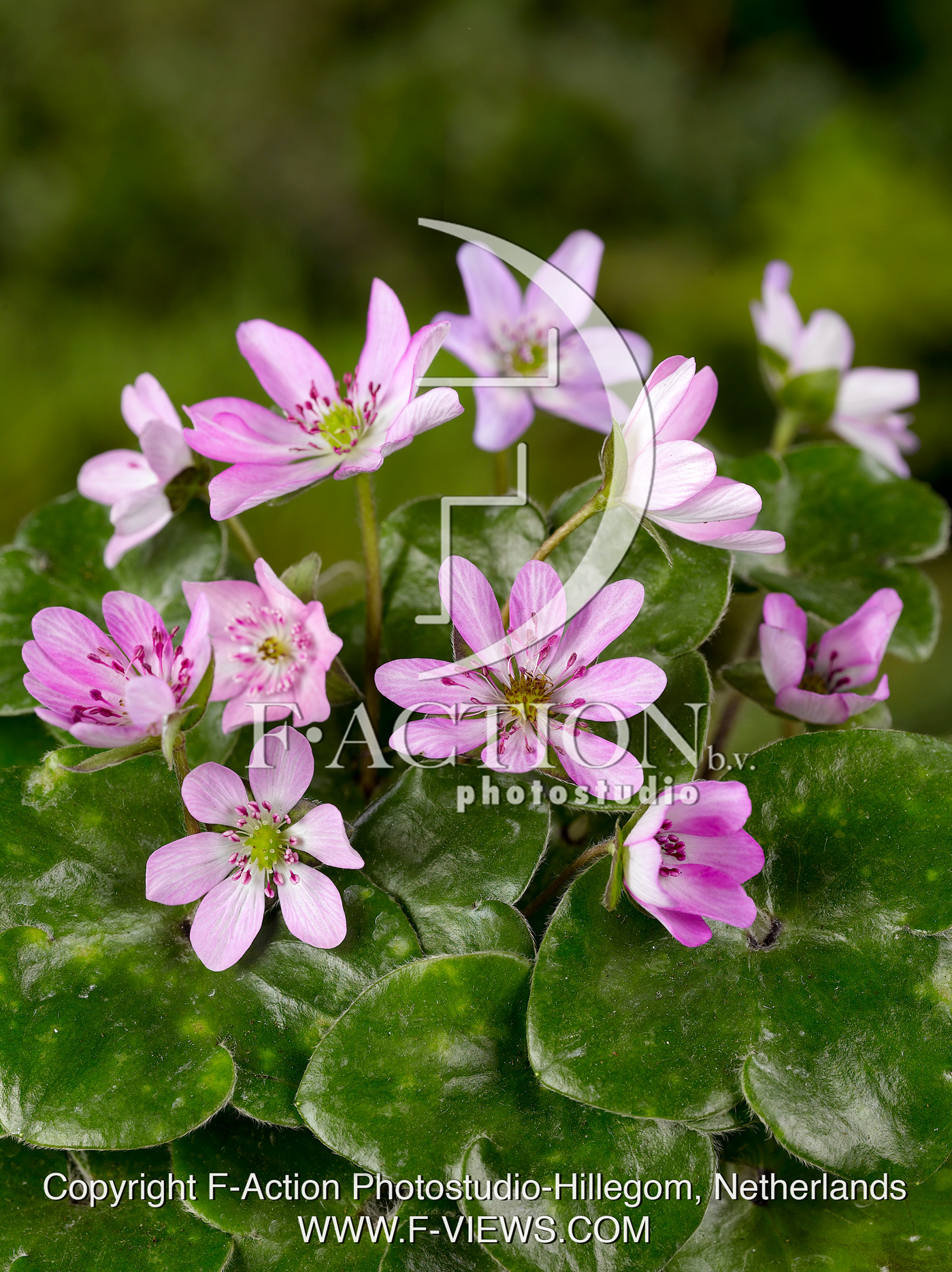 hybride 'Pink Forest'