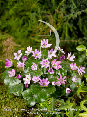hybride 'Pink Forest'