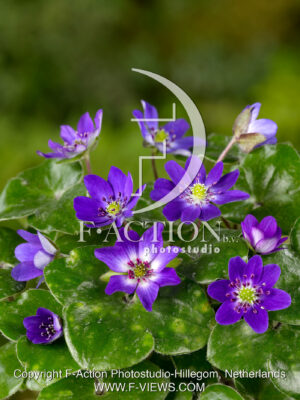 hybride 'Purple Forest'