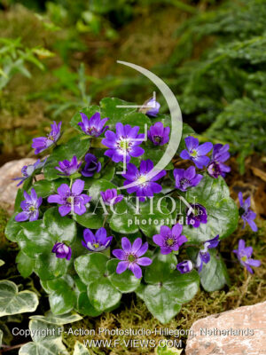 hybride 'Purple Forest'