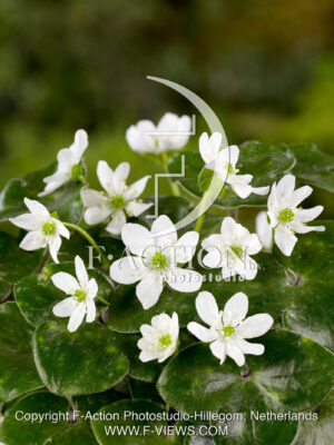 hybride 'White Forest'