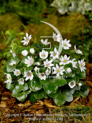 hybride 'White-Red Forest'