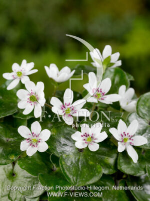 hybride 'White-Red Forest'