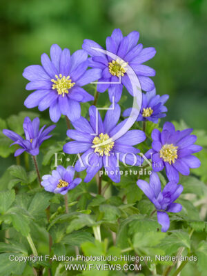 blanda 'Blue Shades'