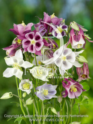 Biedemeier Mixed