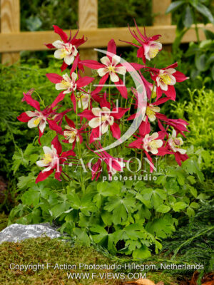 Crimson Star