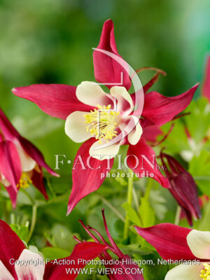 Crimson Star