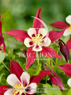 Crimson Star