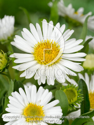 alpina 'Albus'