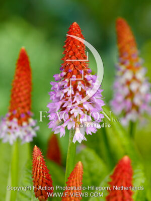 Vialii