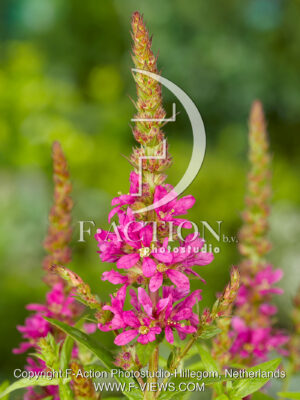 salicaria 'Robert'