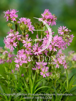 alpina Rosea