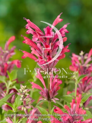 mexicana 'Red Fortune'