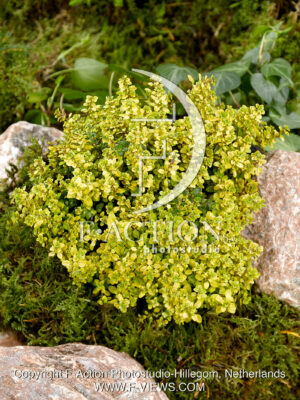 citriodorus 'Bertram Anderson'