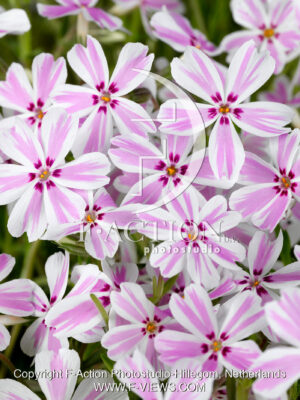 subulata Candy Stripes