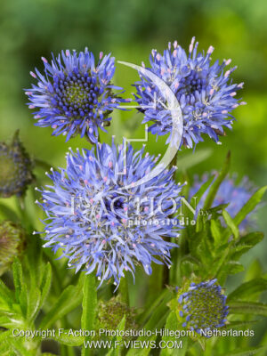 laevis 'Blaulicht'