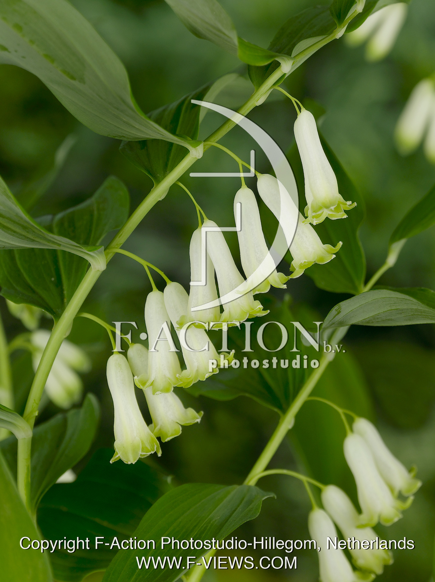 Multiflorum
