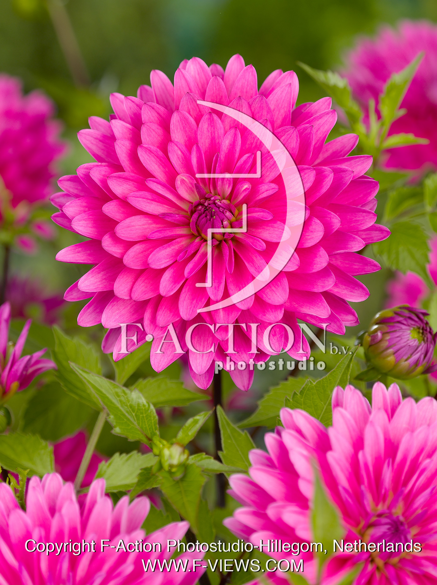 Gerbera