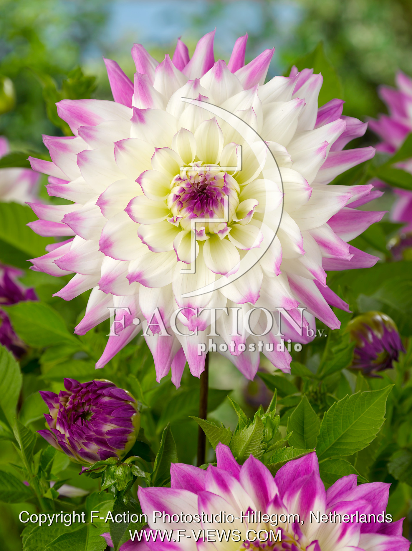 Ferncliff Illusion