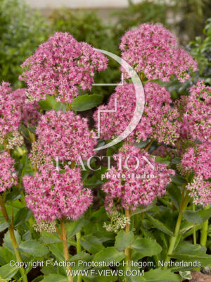 spectabile 'Septemberglut'