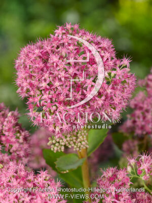 spectabile 'Septemberglut'