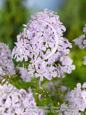 paniculata All In One