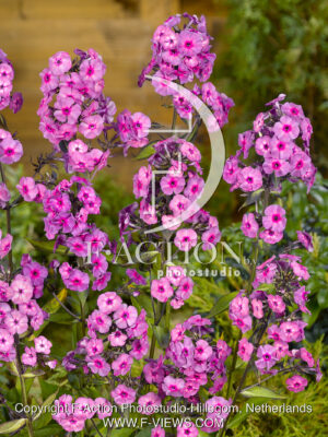 paniculata Classic Cassis