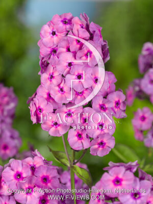 paniculata Classic Cassis
