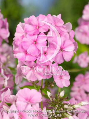 paniculata Pinky Hill