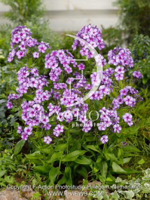 paniculata Swirly Burly