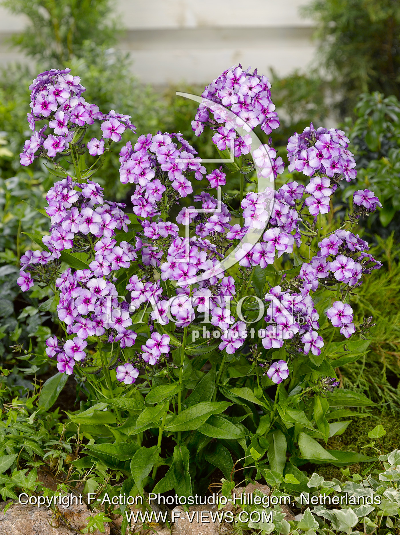 paniculata Swirly Burly