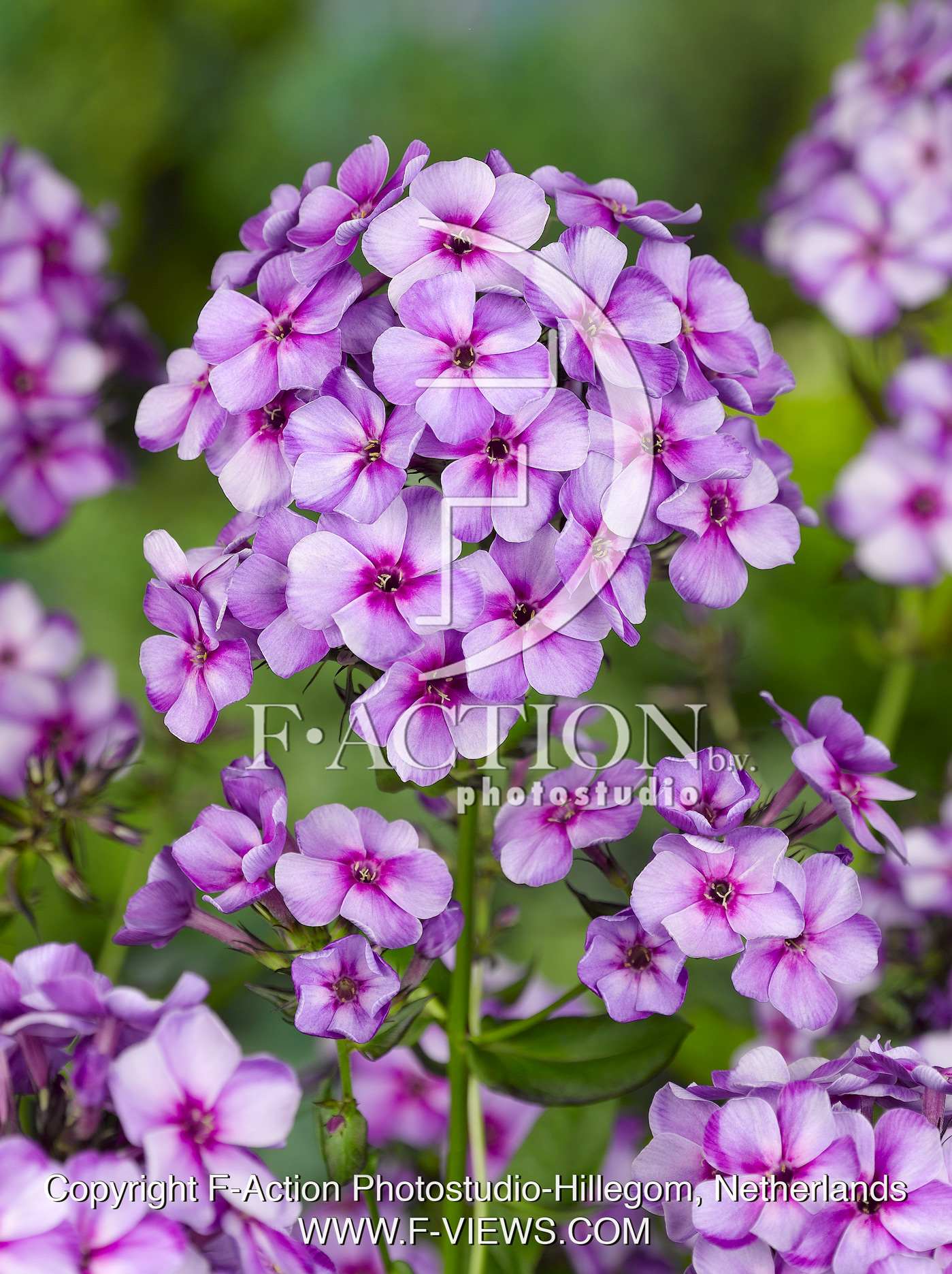 paniculata Swirly Burly