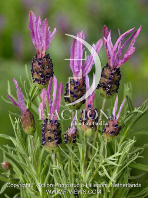 stoechias
