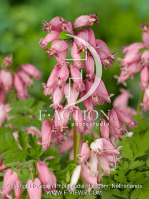 formosa 'Luxuriant'