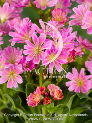 cotyledon 'Sunset Hybrids Pink'