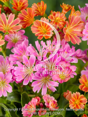 cotyledon 'Sunset Hybrids Mixed'