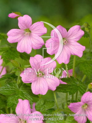 endressii 'Wargrave Pink'