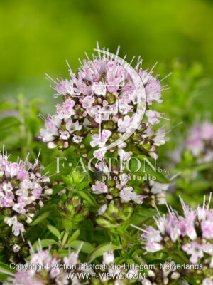 vulgare 'Compactum'