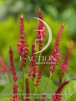 amplexicaulis Speciosa