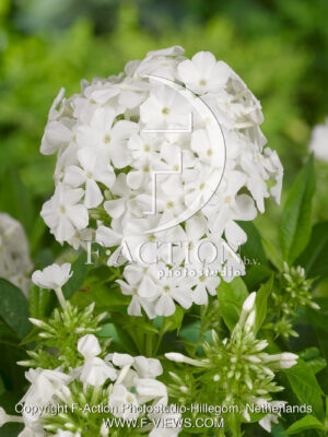 paniculata Rembrandt