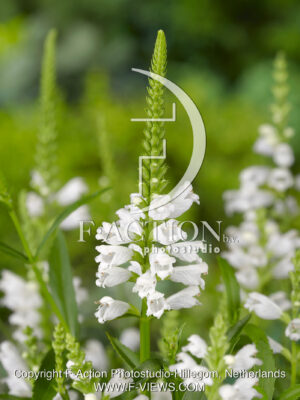 virginiana 'Summer Snow'