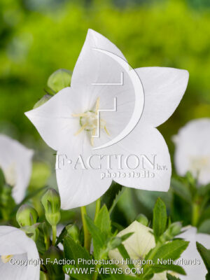 grandiflorus Fuji White