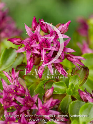 spurium 'Schorbuser Blut'