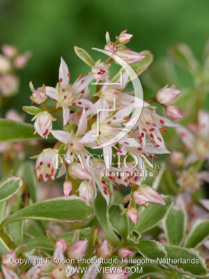 spurium 'Variegatum'