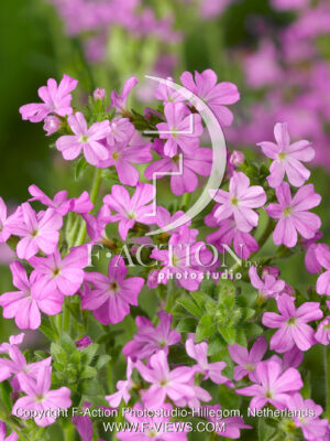 alpinus 'Dr Hahnle'