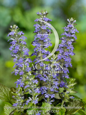 reptans 'Atropurpurea'